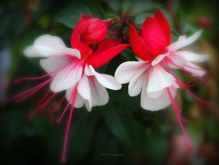 The Fuchsia Photograph by Jeanette C Landstrom