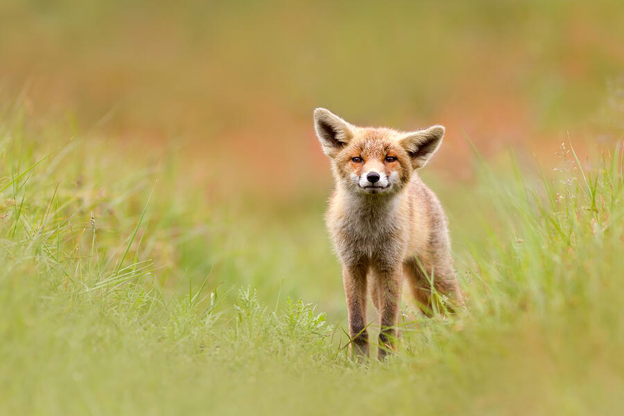 Spring Photograph - The Funny Fox Kit by Roeselien Raimond