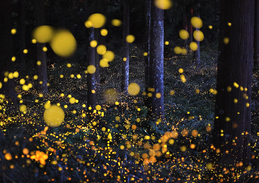The Galaxy in woods Photograph by Nori Yuasa