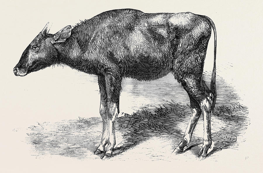 The Gaour Calf From A Photograph Drawing by English School - Pixels