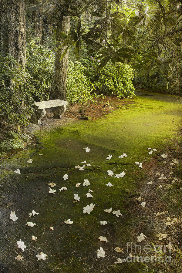 The Garden Bench Photograph by Carrie Cranwill