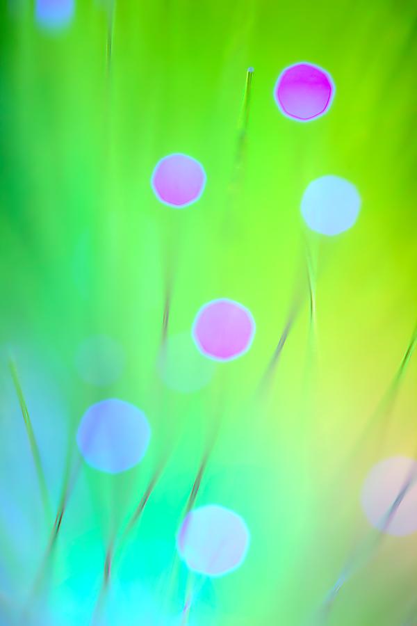 Abstract Photograph - The Garden by Dazzle Zazz