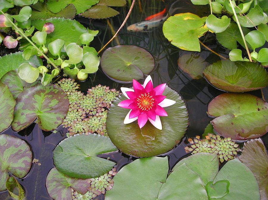 The Garden Pond Photograph by Mike Kling