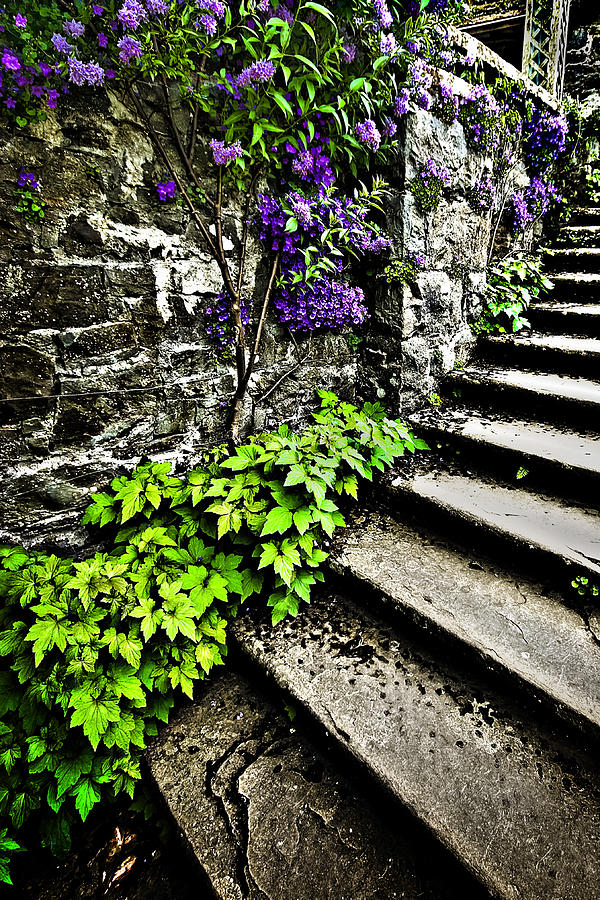 The Garden Steps Photograph by Meirion Matthias