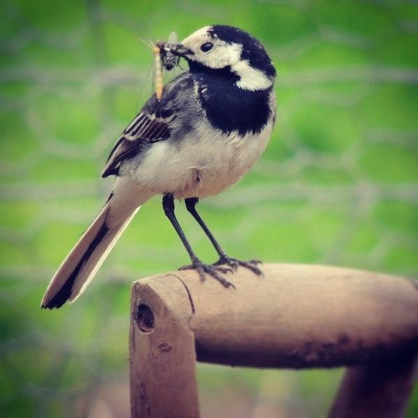 Nature Photograph - The Garden Wagtail by Karie-ann Cooper