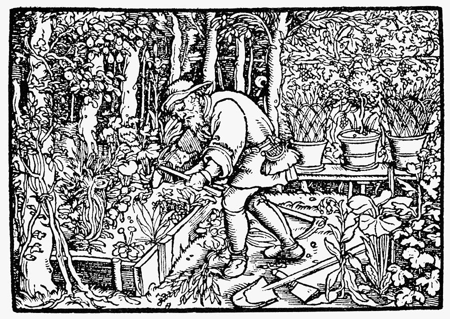 The Gardener, 1550 Painting by Granger