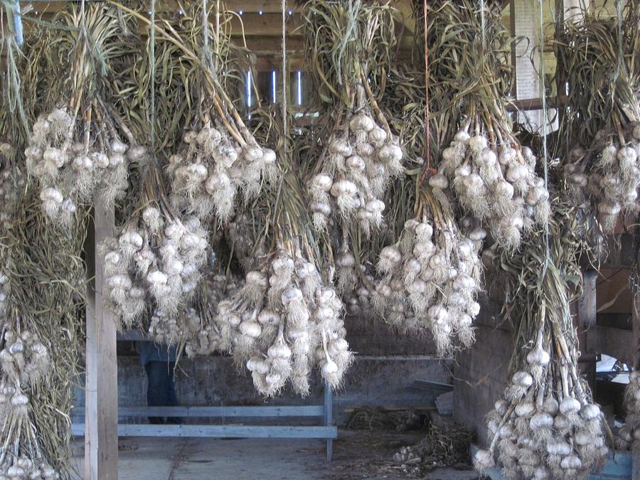 The garlic harvest Photograph by Megan Walsh