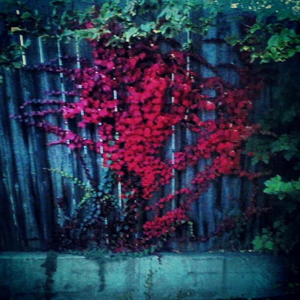 Fall Photograph - The Gate Is Bleeding Red by Shuaib Abdul Aziz