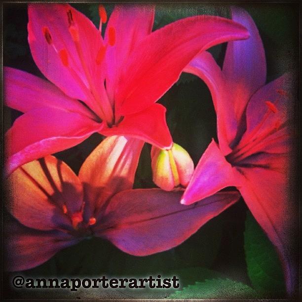 Flower Photograph - The Gathering. #lilies #glowing by Anna Porter