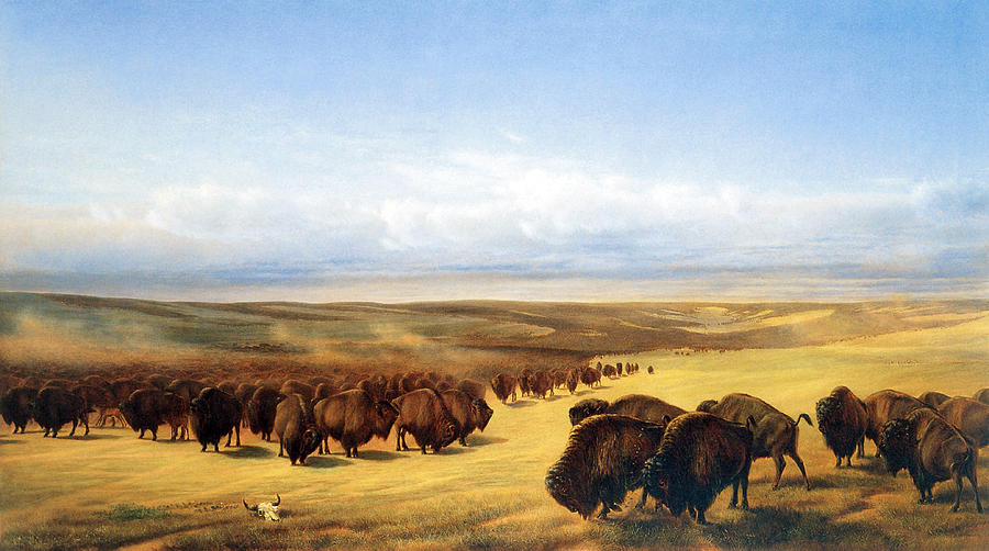 The Gathering of the Herds Photograph by William Jacob Hays