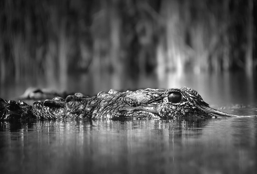 The Gator Photograph by Mark Andrew Thomas