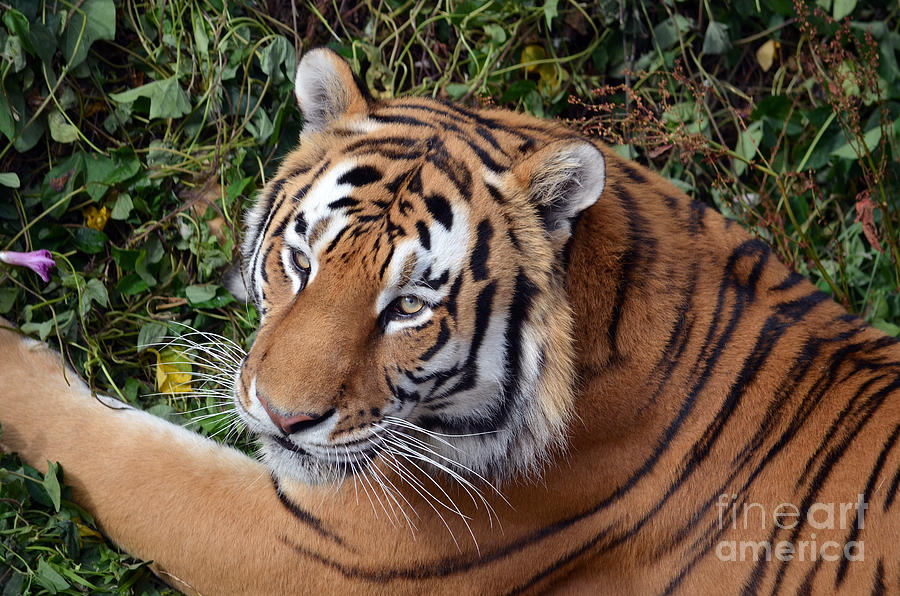 Wildlife Photograph - The Gaze of a Tiger by Jim Fitzpatrick
