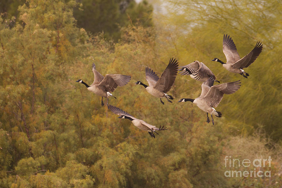 Geese Photograph - The Geese as they Fly by Ruth Jolly