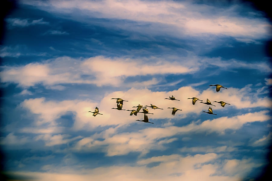 Geese Photograph - The Geese Fly West by John Haldane