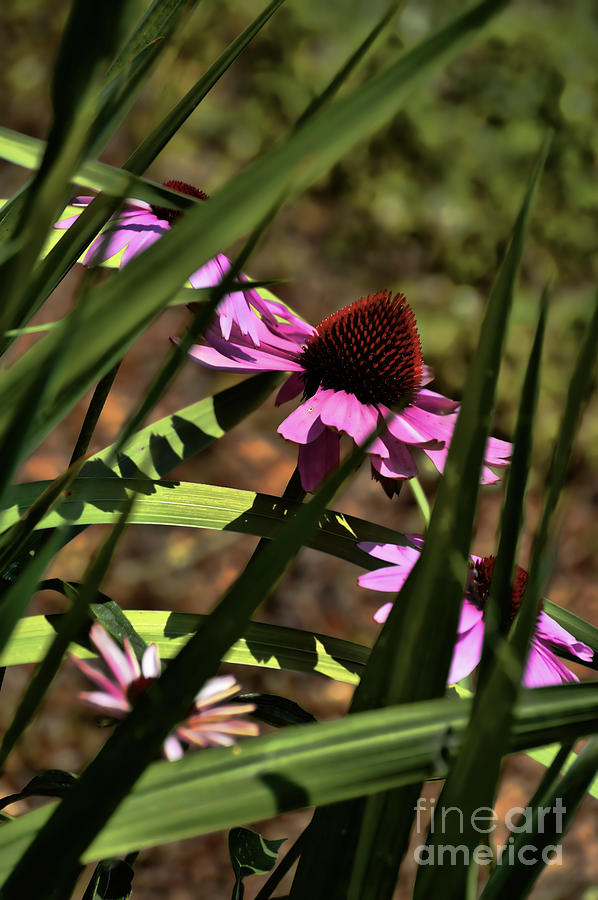 The General A Purple Cone Flower Photograph by Lesa Fine