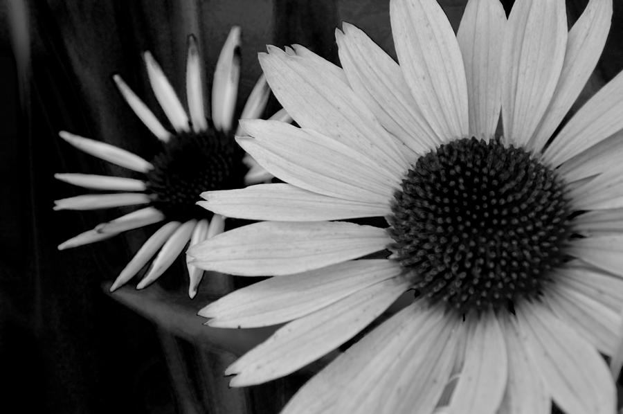 Black And White Photograph - The General Cone Flower Black and White by Lesa Fine
