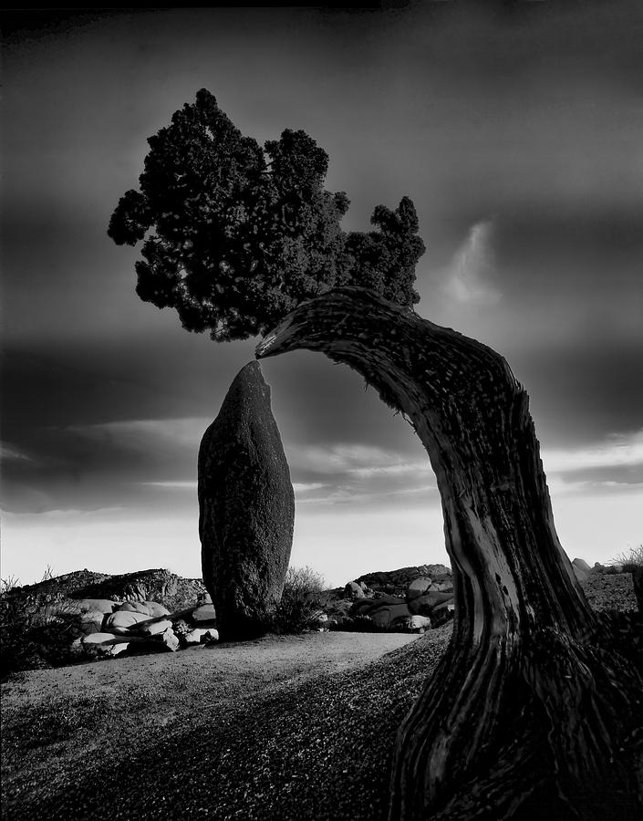 Joshua Tree National Park Photograph - The Gentle Touch by Alan Kepler