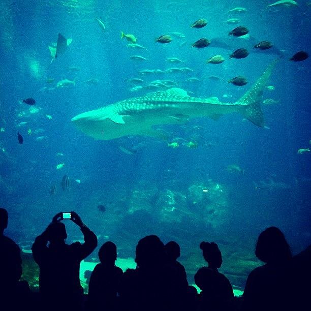 Aquarium Photograph - The Georgia Aquarium, Atlanta by Lynne Daley