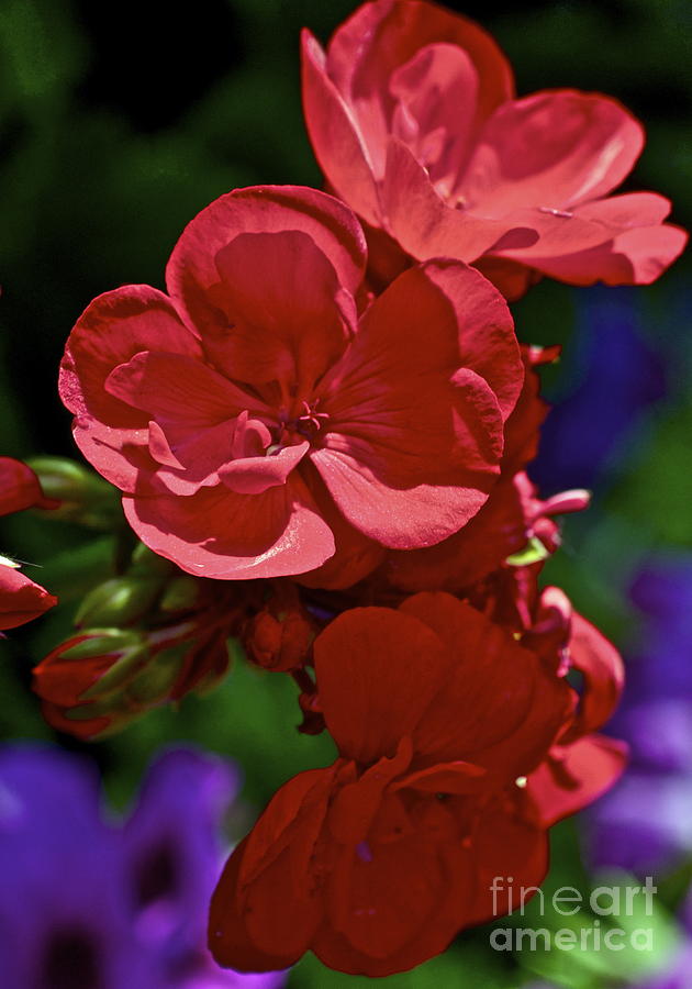 Flower Photograph - The Geraniums by Gwyn Newcombe