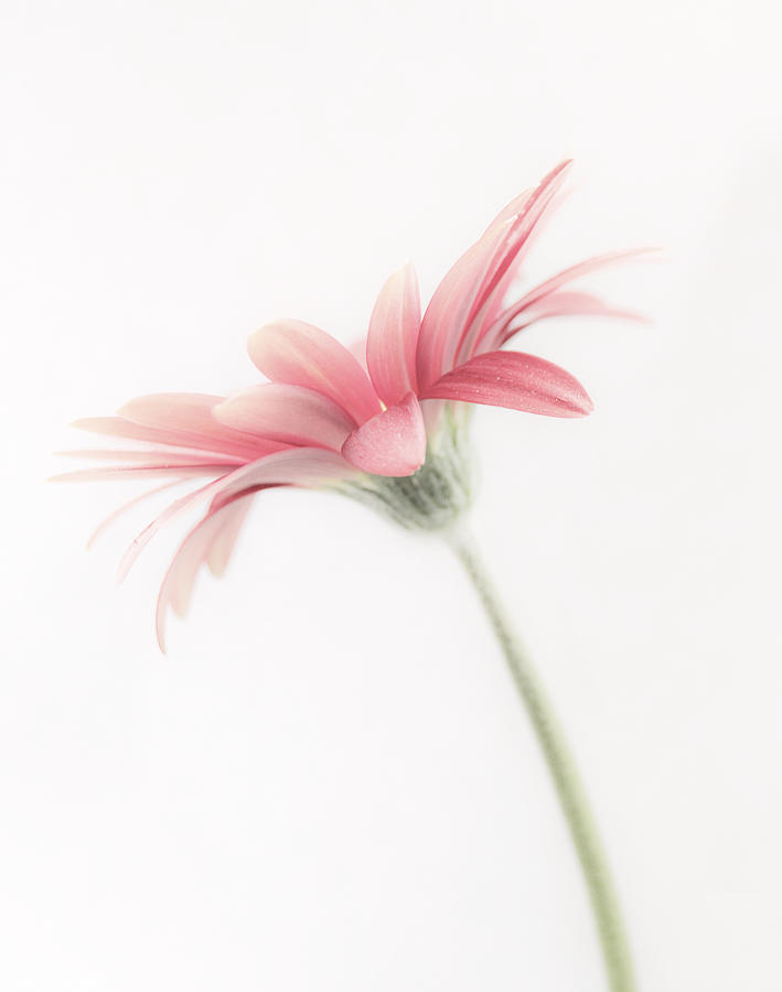 Flower Photograph - The Gerbera by David Hughes