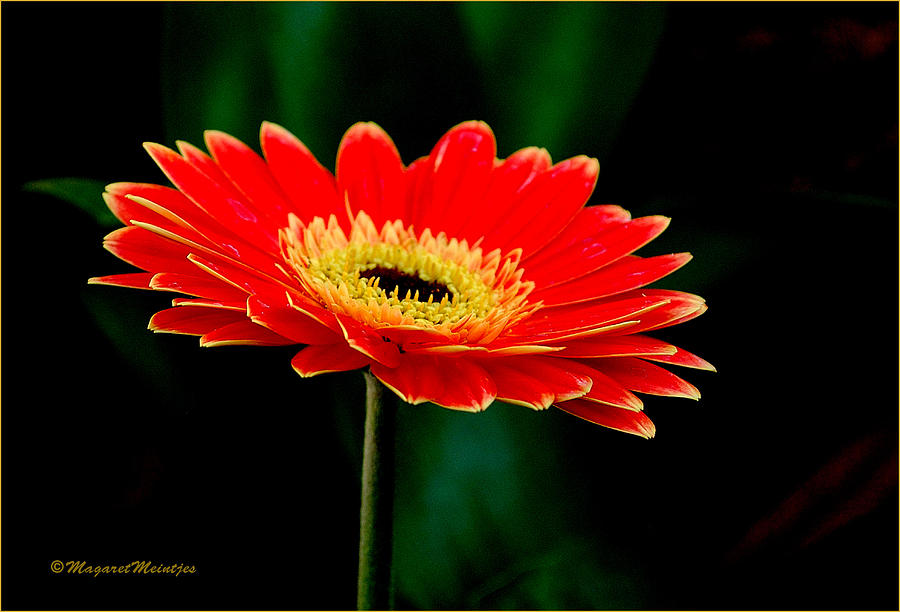 The Gerbera Striking And Vibrant In Red Photograph By Judith Meintjes 