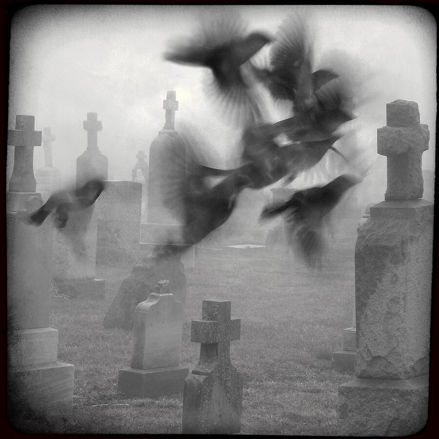 Flying Birds Photograph - The Ghost Birds by Gothicrow Images