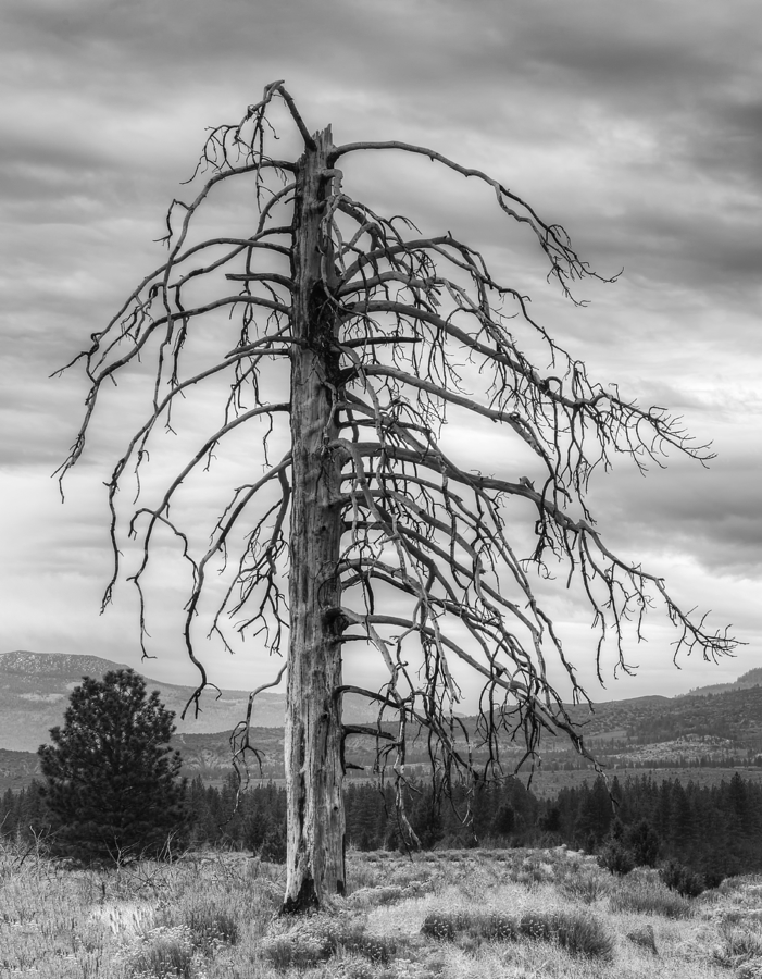 The Ghost Tree Photograph by Loree Johnson