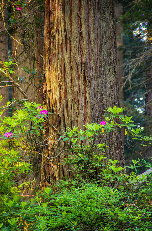 Redwood National Park Photograph - The giant and the flower by Kunal Mehra