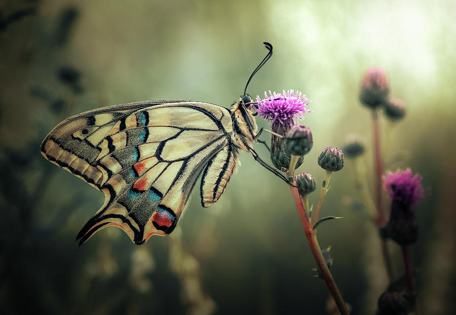 Butterfly Photograph - The Gift Of Existence by Florentin Vinogradof