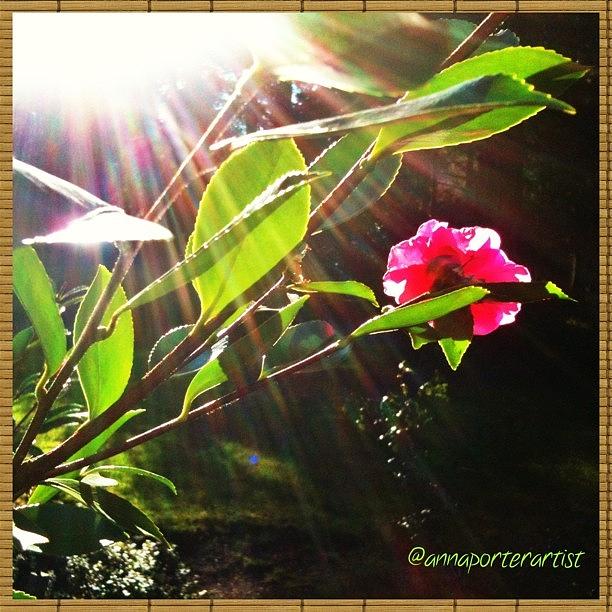 Spring Photograph - The Gift Of Sunshine #sun #flare by Anna Porter