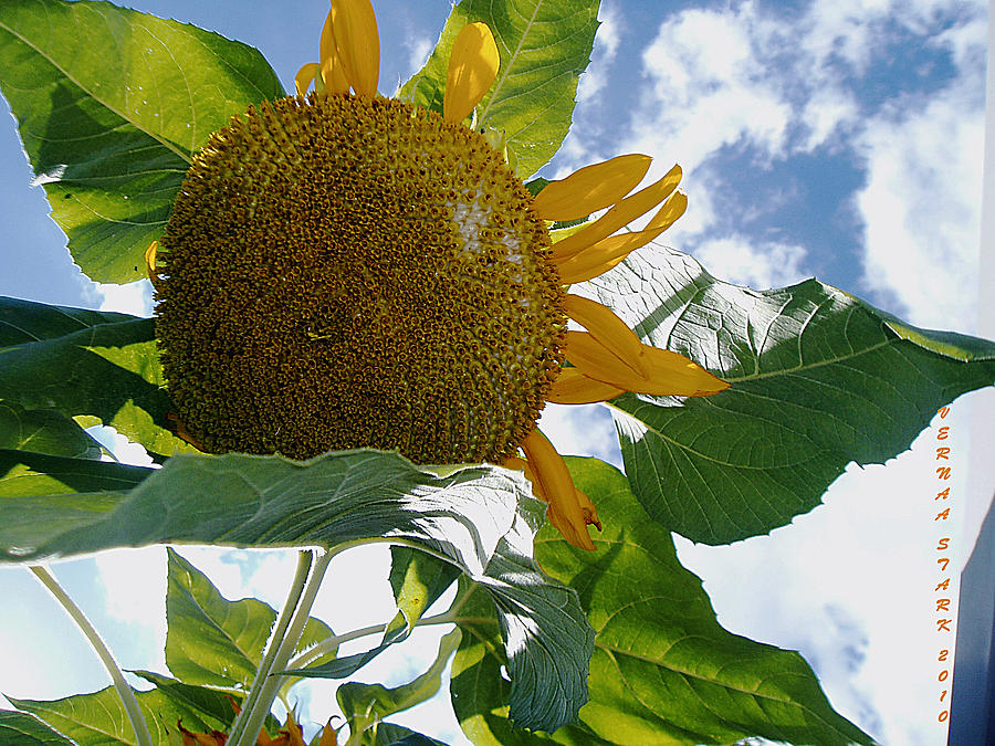 The Gigantic Sunflower Photograph by Verana Stark