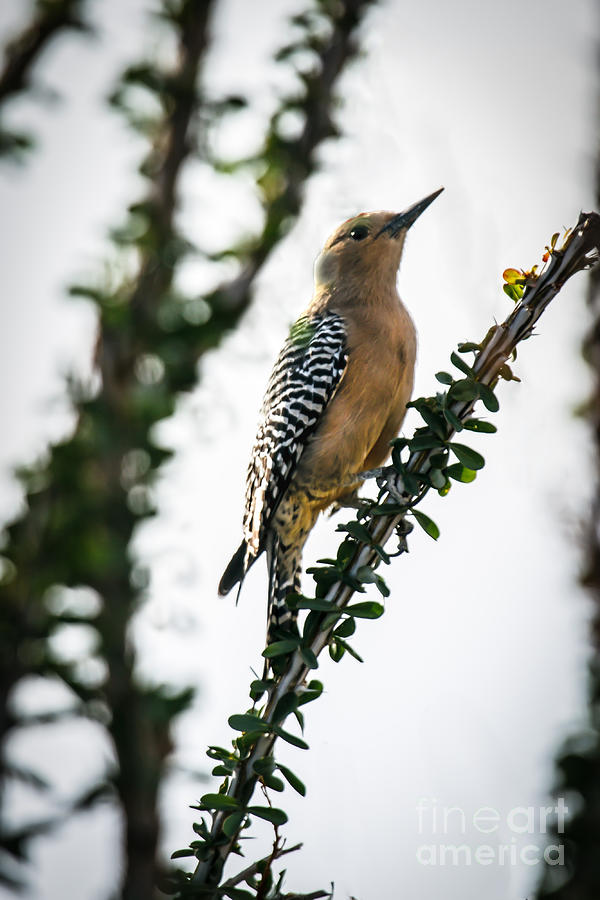 Woodpecker Photograph - The Gila  Woodpecker by Robert Bales
