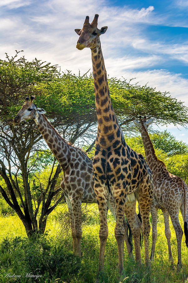 The Giraffe Family Photograph by Andrew Matwijec
