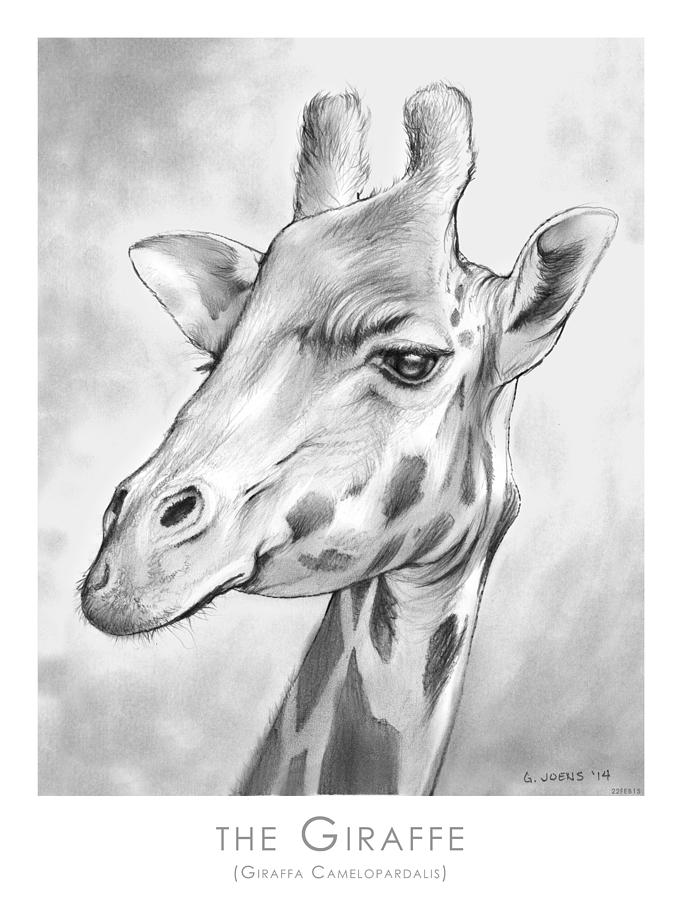 Animal Drawing - The Giraffe by Greg Joens
