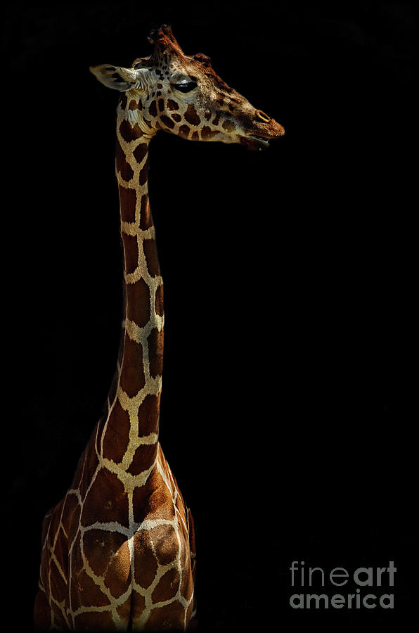 The Giraffe Photograph by Saija Lehtonen