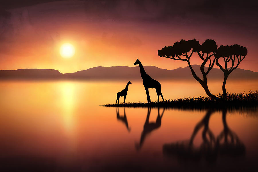 Giraffe Digital Art - The Giraffes at Sunset by Jennifer Woodward