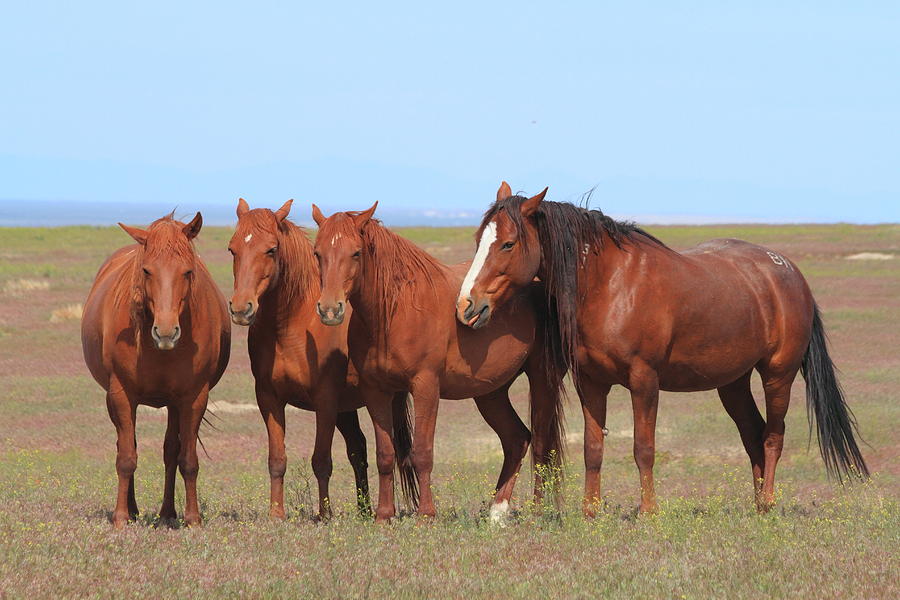 Horse Photograph - The Girls Club by Gene Praag Horse Photograph - The Girls Club by Gene Praag