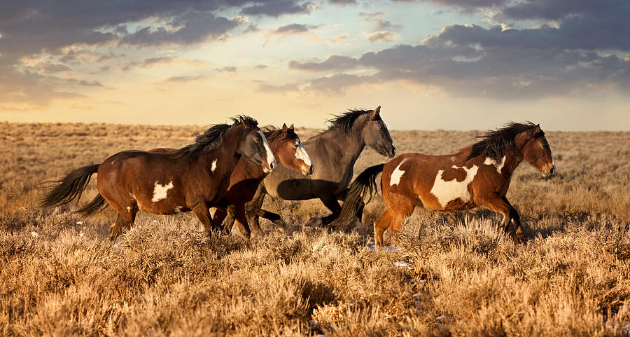 The Girls On The Range Photograph by Robin Wadhams - Fine Art America