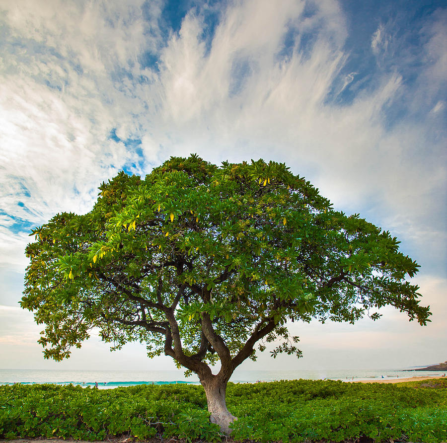 The Giving Tree Photograph by Craig Watanabe