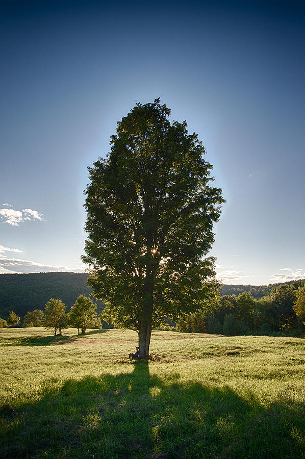 The Giving Tree Photograph