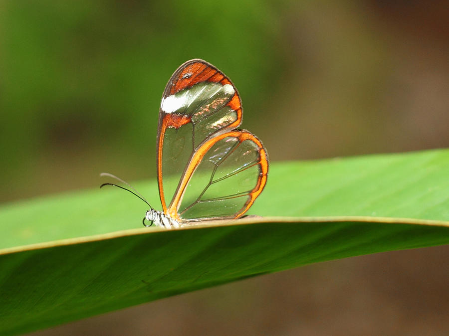 The Glass Butterfly Photograph by Jennifer LaBouff