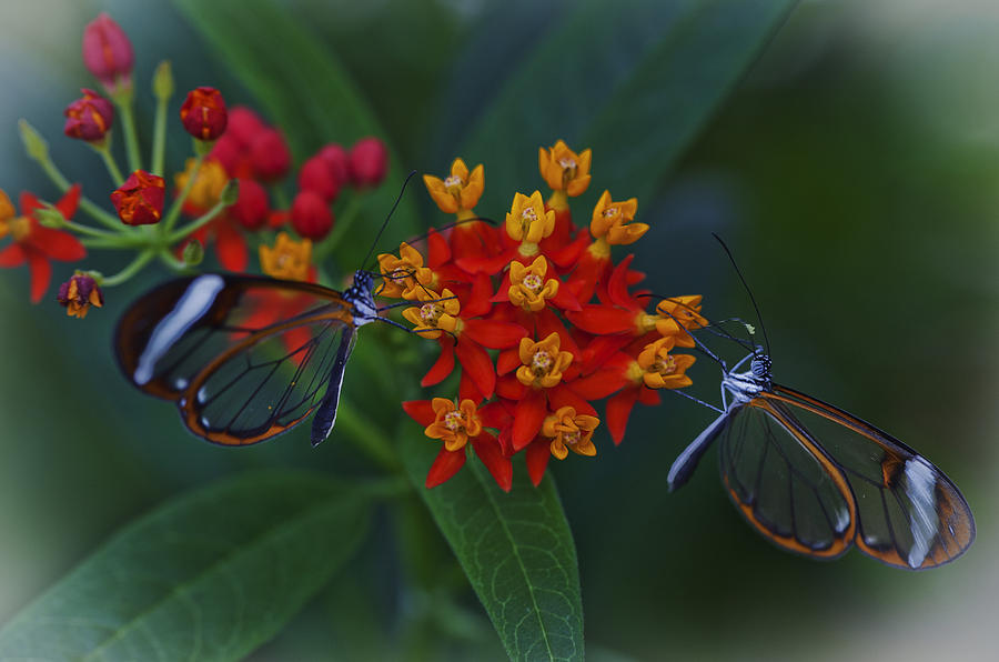 The Glasswinged Butterfly Photograph
