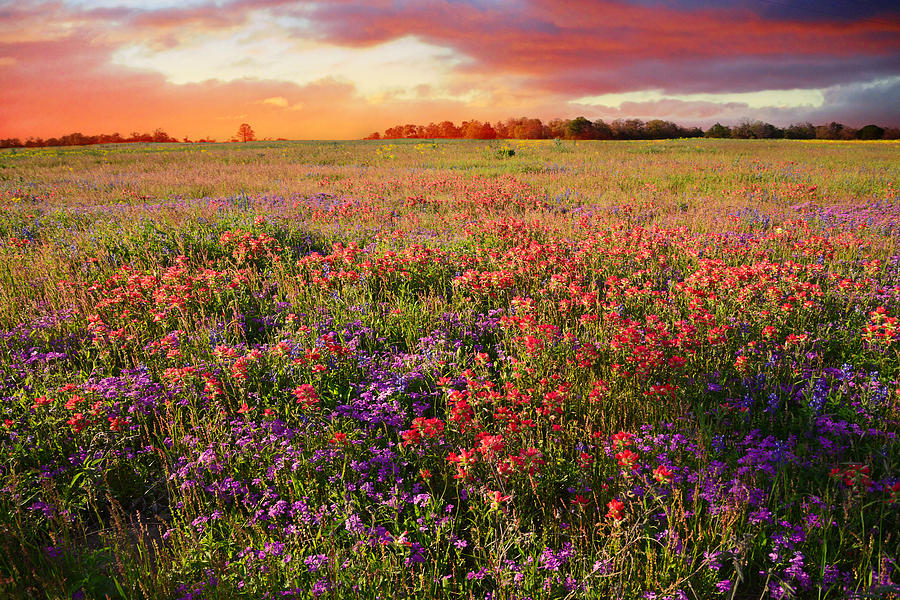 Flower Photograph - The Glory of a Texas Sunset by Lynn Bauer
