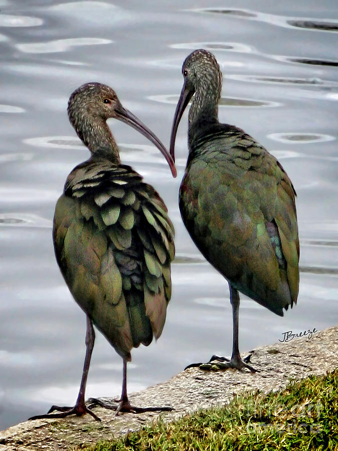 The Glossy Ibis Photograph by Jennie Breeze