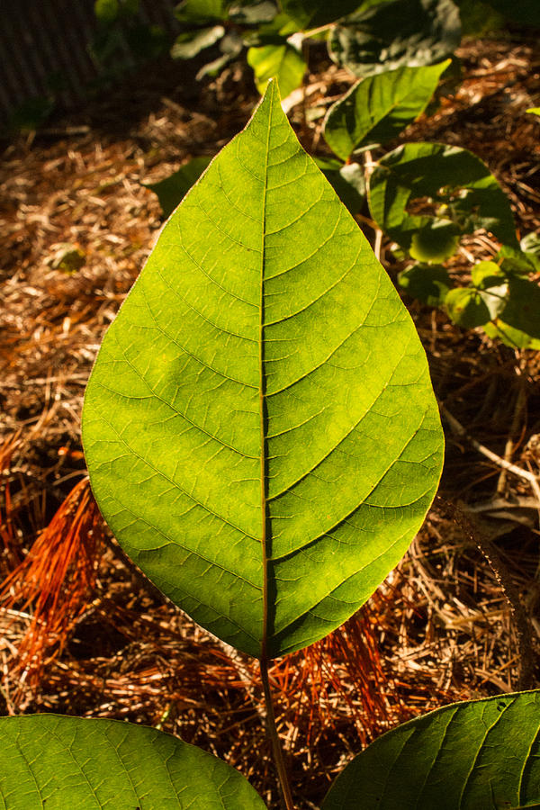 Venation Photograph - The Glow of Leaf Venation  by Douglas Barnett