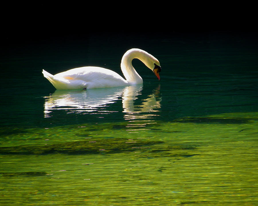 The Glowing Swan Photograph by Judy Wanamaker