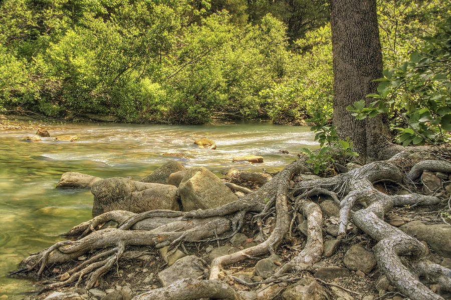 The Gnarled Roots of Haw Creek Photograph by Jason Politte