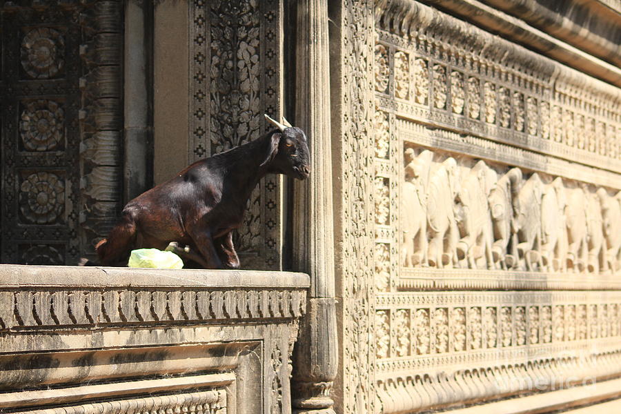 Goat Photograph - The Goat in the Palace by Four Hands Art