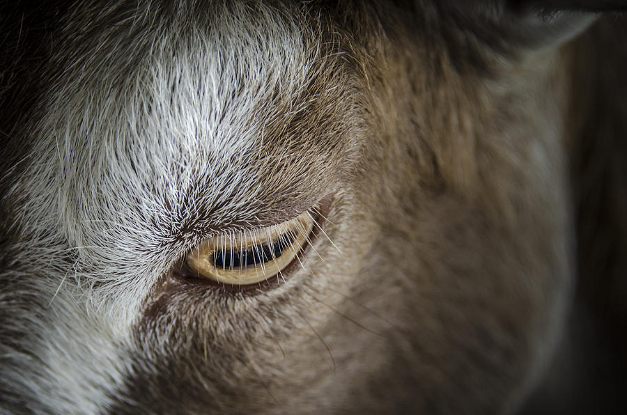 The Goats Eye Photograph by Bradley Clay
