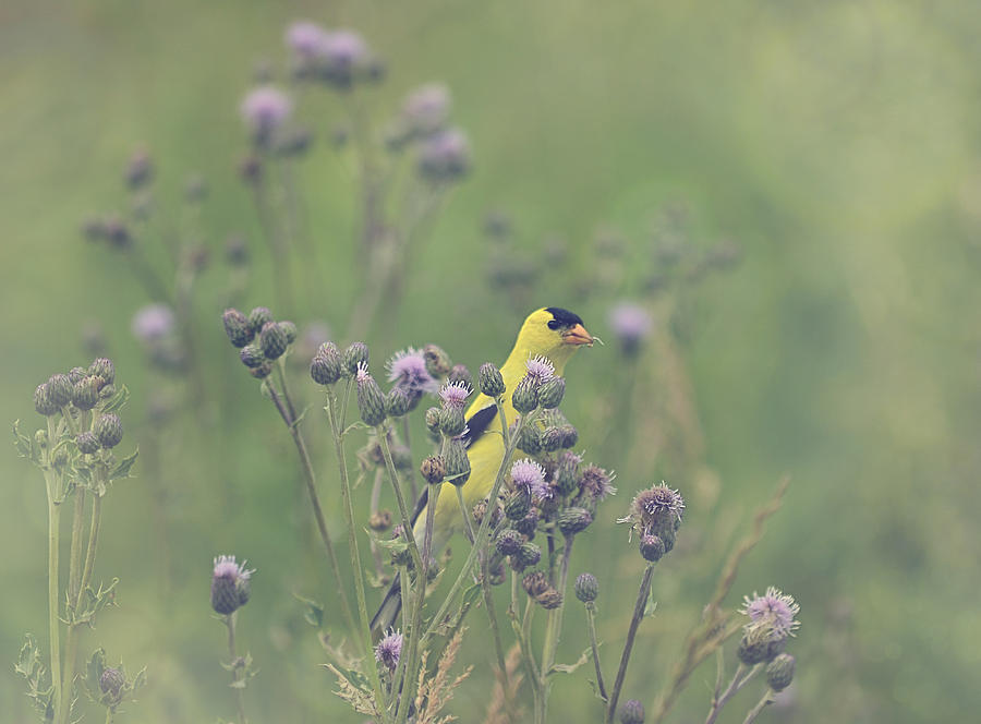 The Gold Finch Photograph by Kay Jantzi